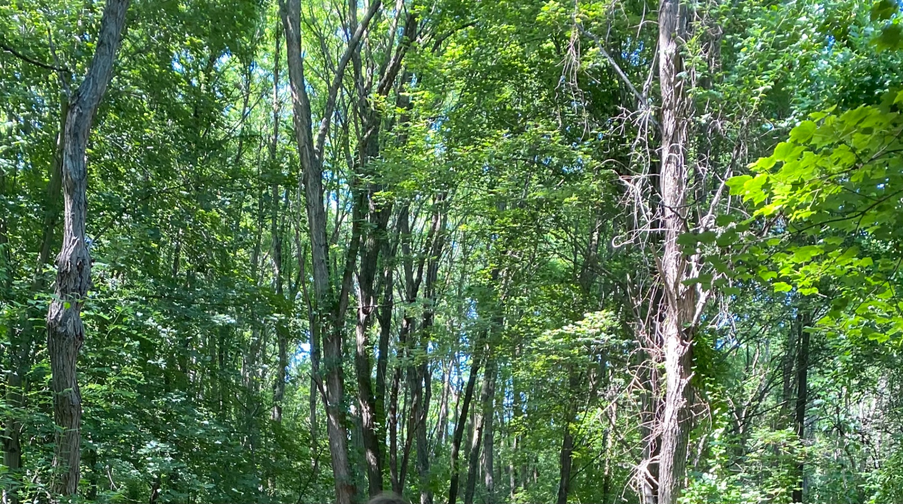 Wooded trail at Island Lake State Recreation Area near Brighton, Michigan